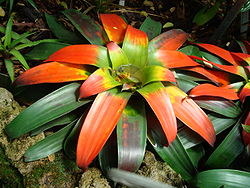 250px-Guzmania_sanguinea-bromeliowata