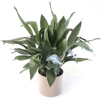 Aspidistra