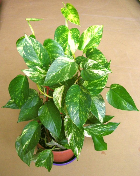 Epipremnum_aureum20061009_08