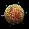 adenovirus-Ad-36