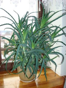 aloes