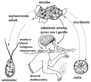 ameba