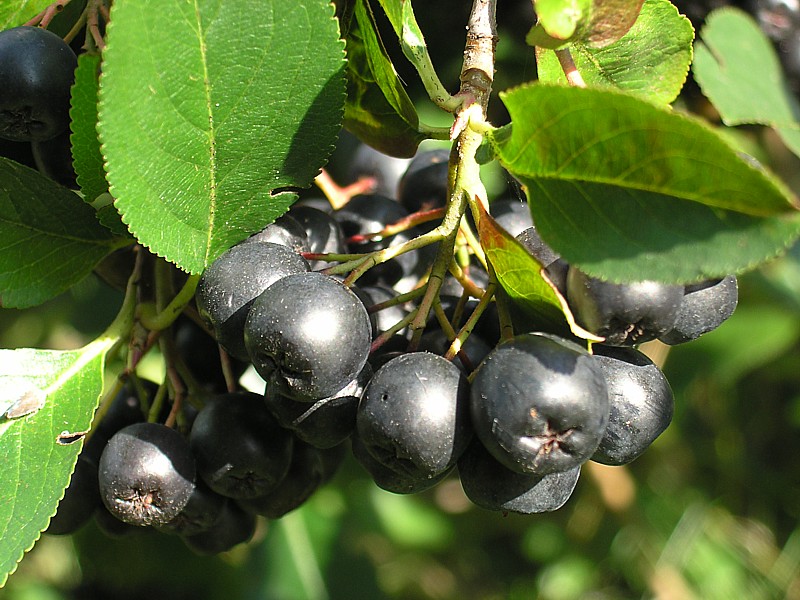 aronia2