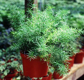 asparagus-fern.ashx