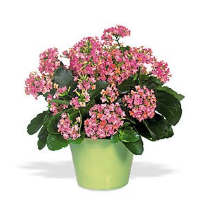 kalanchoe