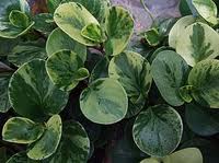 peperomia_tepo