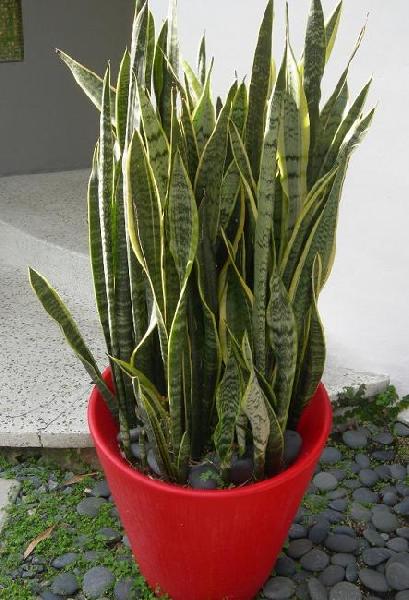 sansewieria-wezownica-sansevieria_5102