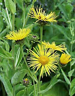 inula_helenium.jpg