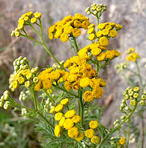 Wrotycz (Tanacetum vulgare) Żródło zdjęcia: www.tuinadvies.be/